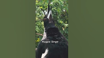 Magpie Sings their heart out and Curious! #magpie #sing #sound #call 😀