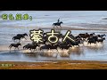 蒙古人 - 马头琴。民歌经典。Mongolian Songs