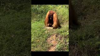 Orangutan Male Walking.