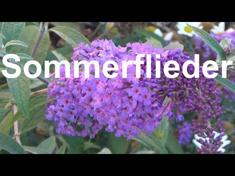 Video: Schmetterlingsbusch-Pflege - So pflegen Sie einen Schmetterlingsbusch