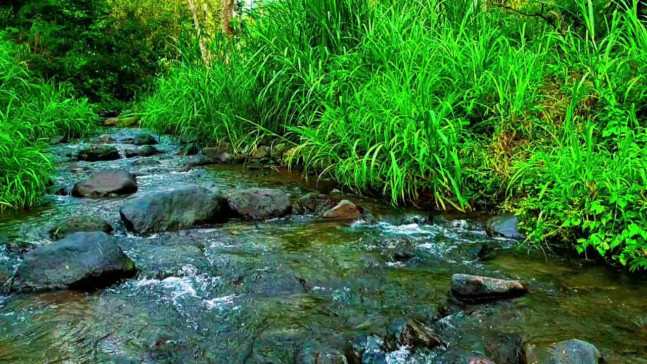 Forest River Sound Calm, Beautiful River Sounds, River Water flow for ...