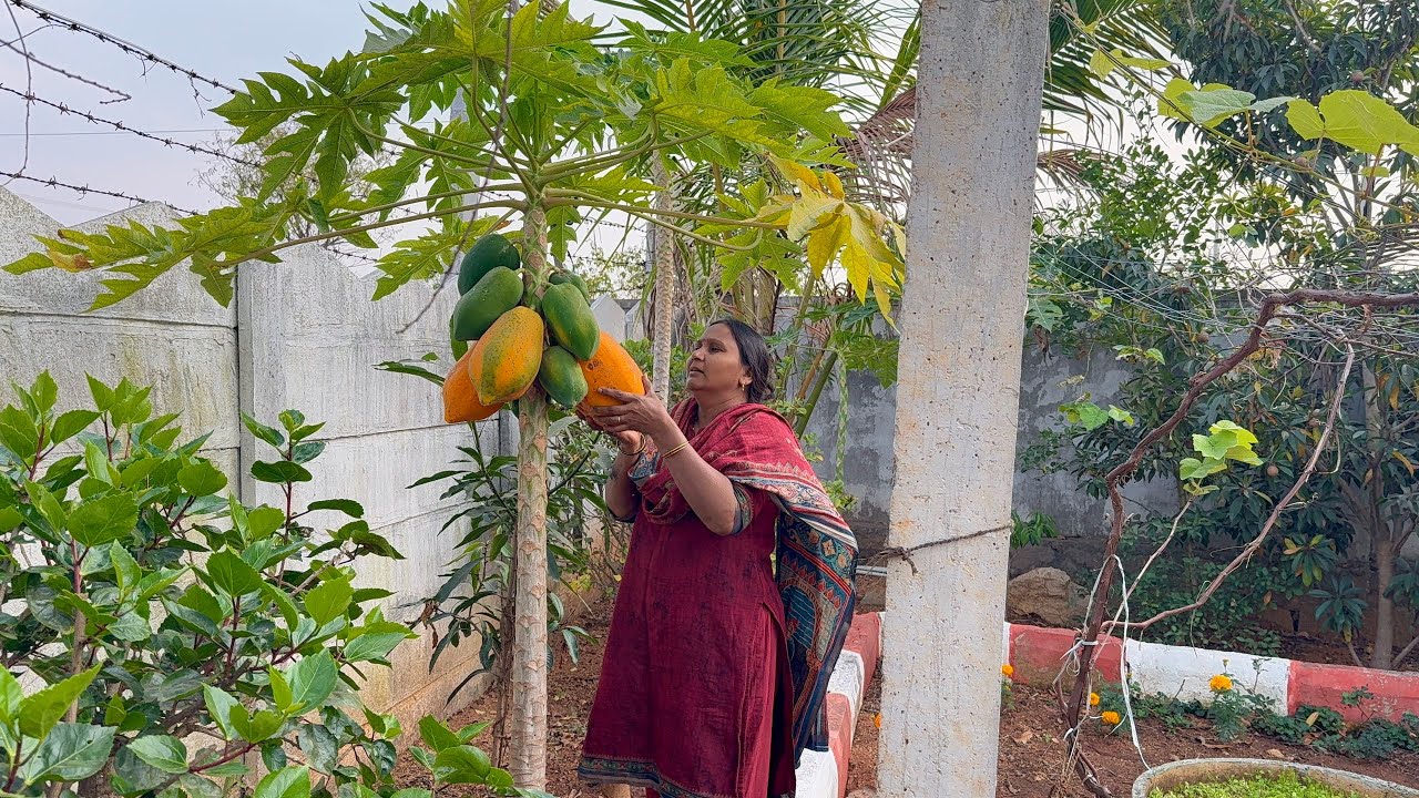 Life at farmhouse | ఇక్కడకొస్తే పుట్టింటికి వచ్చిన ఫీలింగ్ | అందరికి మా ఆహ్వానం |
