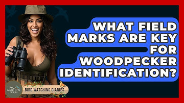 What Field Marks Are Key For Woodpecker Identification? - Bird Watching Diaries