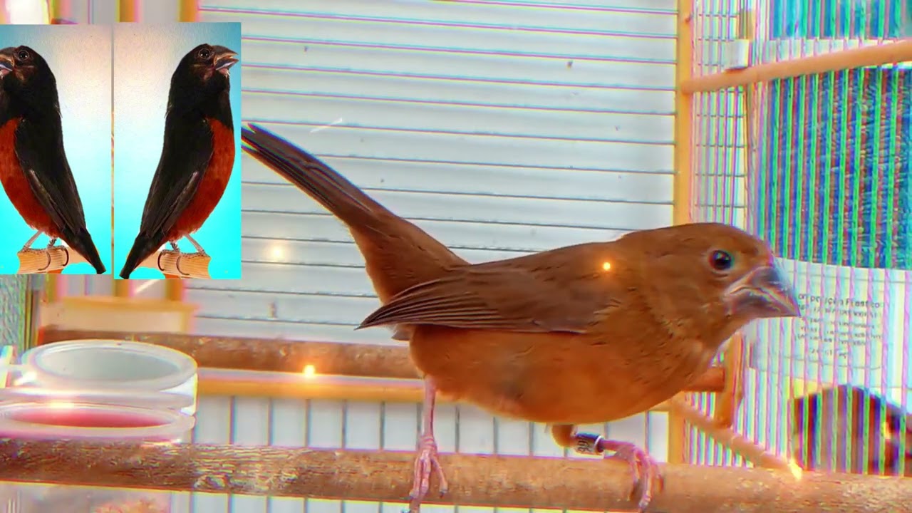 🔥🔥femea FOGOSA | LEVANTE SEU CURIO COM ESTA FEMEA FOGO CRONICO EM 10 MIN🔥🔥