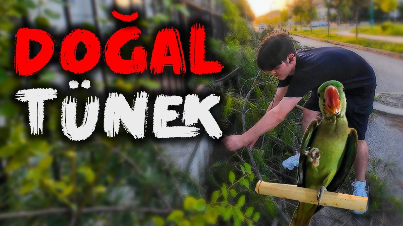 Budanan Ağaçlar ile Tünek Yapıyoruz