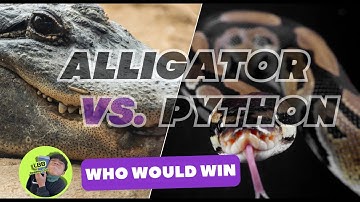 Epic Showdown Alligator vs Python| Who Would Win Series | LBB
