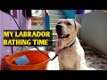 Labrador bathing time | best shampoo | funny moments | bathing Tutorial & tips