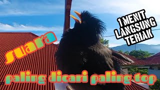 Download Lagu AWAS LANGSUNG TERIAK || suara masteran jalak kebo gacor,vokal paling dicari dan paling top MP3 Download Lagu AWAS LANGSUNG TERIAK || suara masteran jalak kebo gacor,vokal paling dicari dan paling top MP3