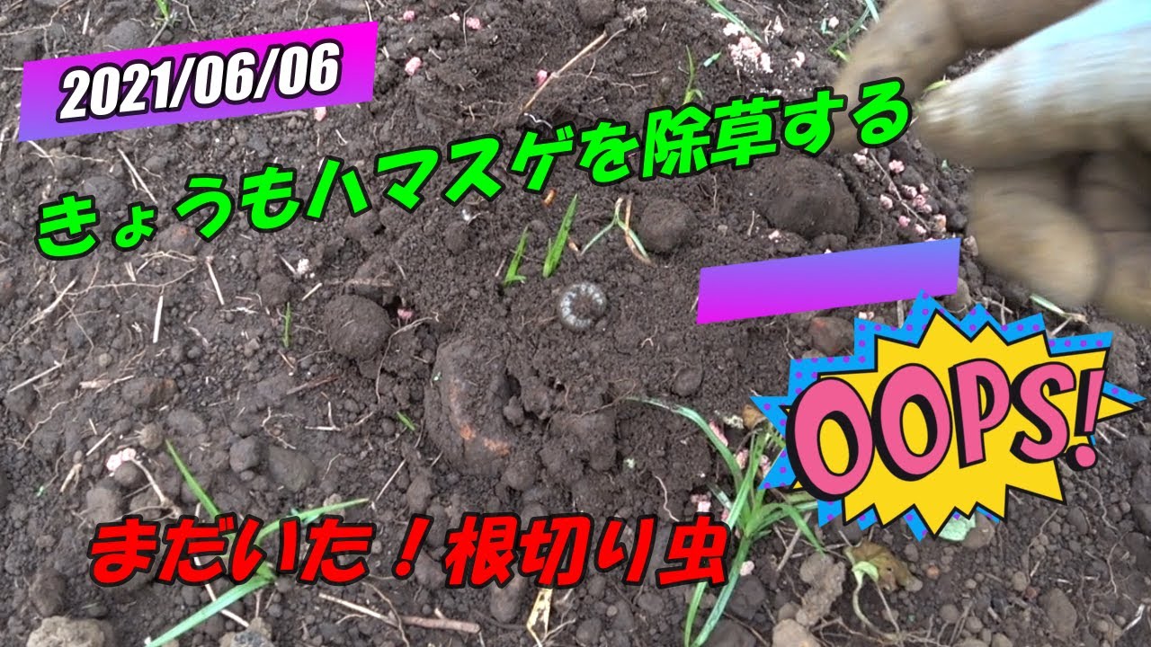 きょうもハマスゲを除草する Youtube