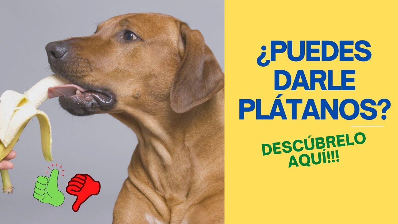 Los perros pueden comer nabo