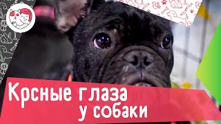 4 причины красных глаз у собаки by iLike Pet 3,011 views 2 years ago 3 minutes, 16 seconds