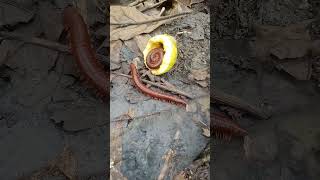 These Millipedes Gather To Eat Fruit