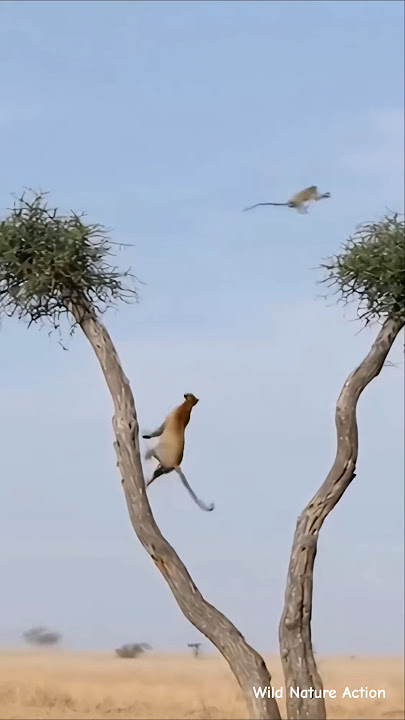 One Fights for Food, One for Life — Leopard vs Monkey 🐆🐒💥 #Wildlife #Nature #Animals #Hunt