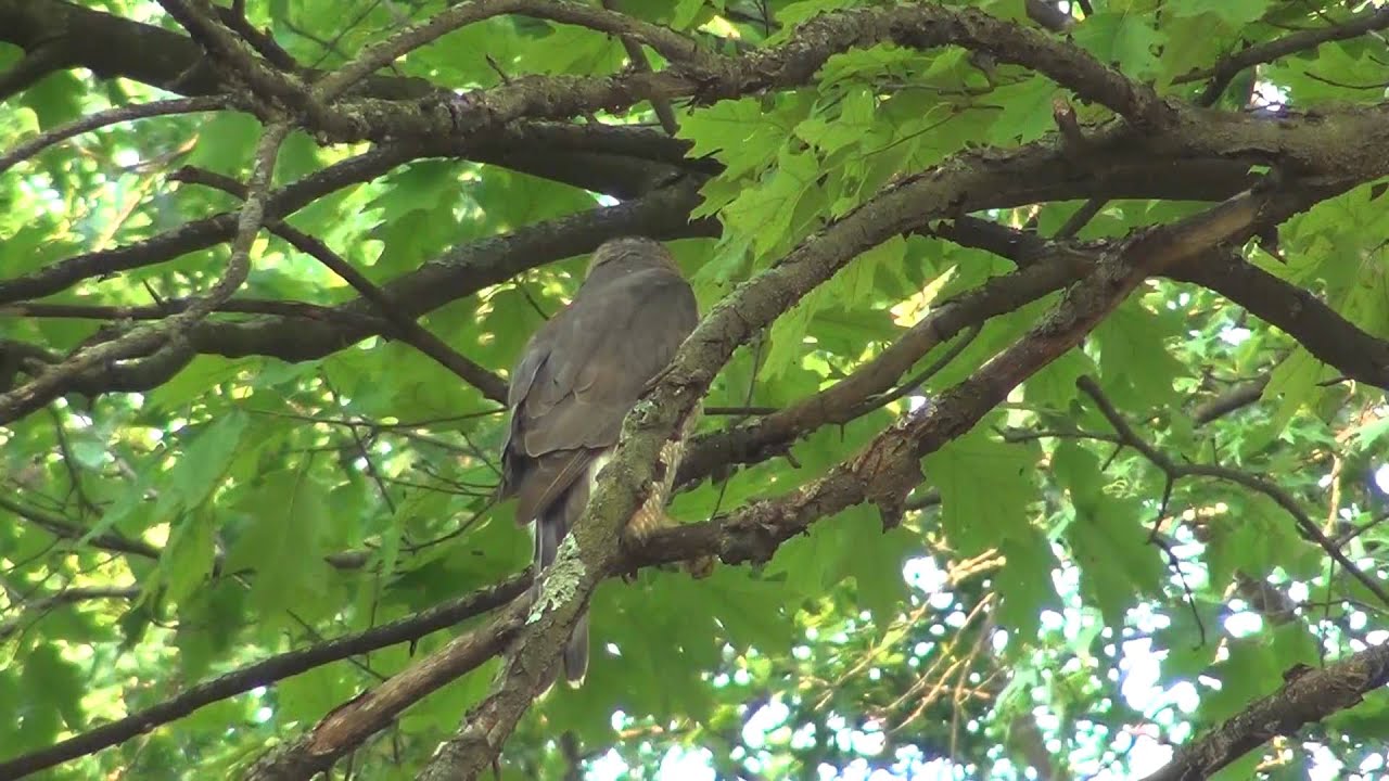 video phone beyonce mp3 Cooper's hawk nest 01. 20120528