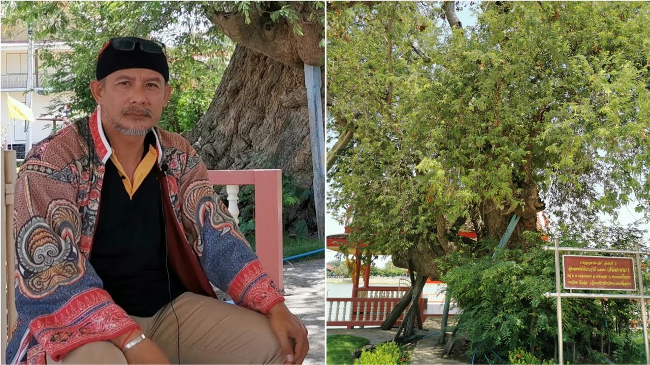 ต้นมะขามยักษ์แห่งประวัติศาสตร์อโยธยา อายุกว่า 400 ปี!..ใหญ่ที่สุด @ด่านเก็บภาษี