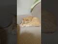 前屈めっちゃ体倒せるニャ#ねこ
