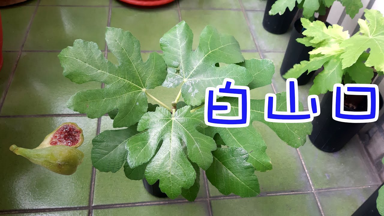 白山口無花果 Youtube