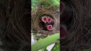 Tiny life, safe in its little nest 🐦✨ #tinybirds #tinybird #shorts #shortsvideo #shortsviral