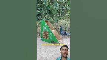 Innovative bird trap #shorts #ytshorts #birdtrap #greenscreen #viralshort #trendings #youtubeshorts