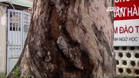 (VTC14)_TP HCM: Hàng loạt cây cổ thụ chết, nghi bị đầu độc