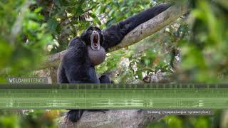 Siamang Sounds & Calls