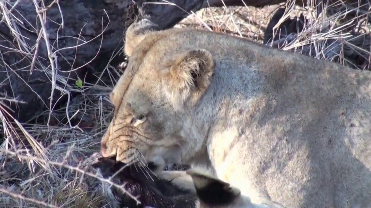 Hilda's Rock Pride Killing Honey Badger Landon Eades YouTube