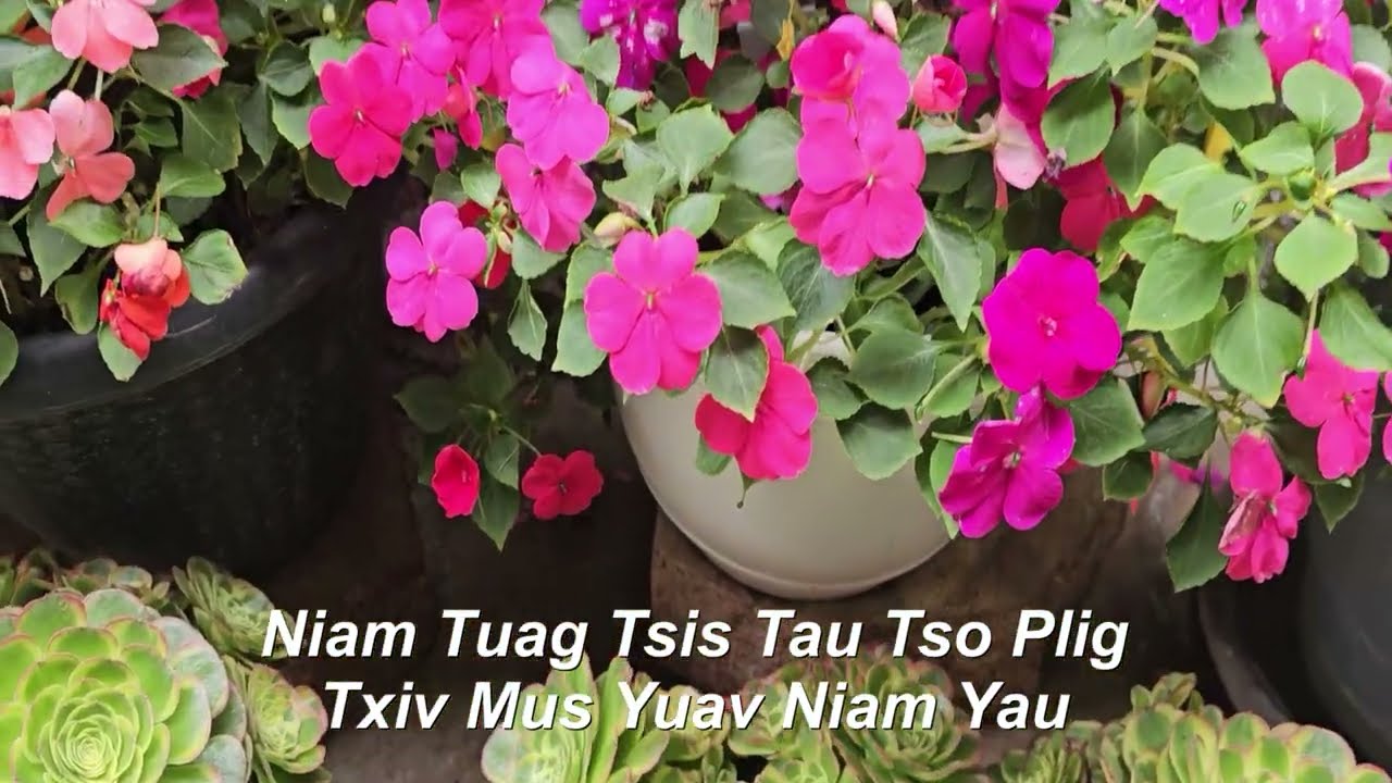 Niam tuag tsis tau tso plig, txiv mus yuav niam yau 02/13/26