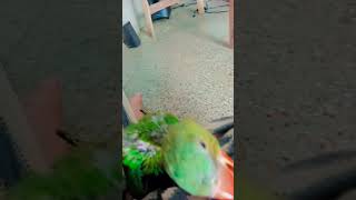 Mera Cute Baccha Coco