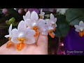 Цветение орхидей # Фаленопсис 🧚‍♀️Мини Марк💣💥Мой Стив🐅пушистая морда🤣
