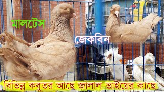 মেরাদিয়া হাটের আজকের কবুতরের দাম | বাহারি ফেন্সি কবুতরের সমাহার | কবুতর হাট | কবুতরের দাম