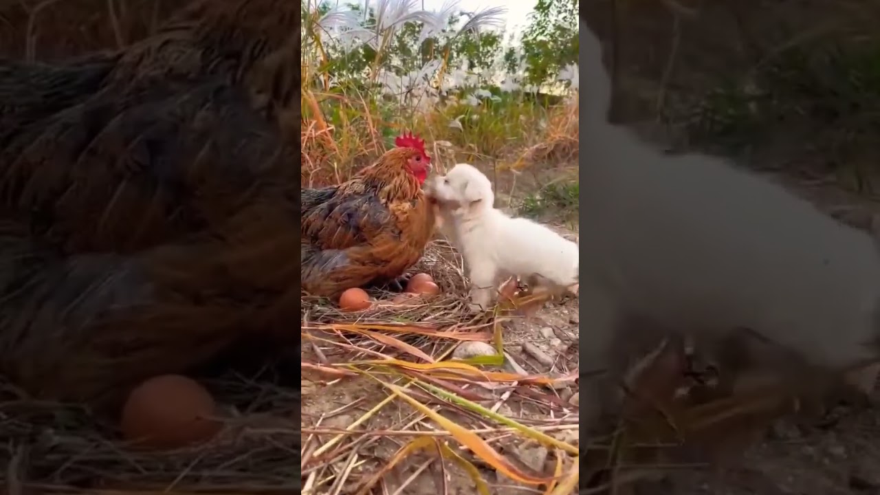 Watch Ternura #animals #compartir #viral #like on YouTube Watch Ternura #animals #compartir #viral #like on YouTube