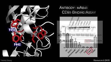 Hepatitis C Virus Envelope Glycoprotein II: A New Pathway Towards Vaccine Research