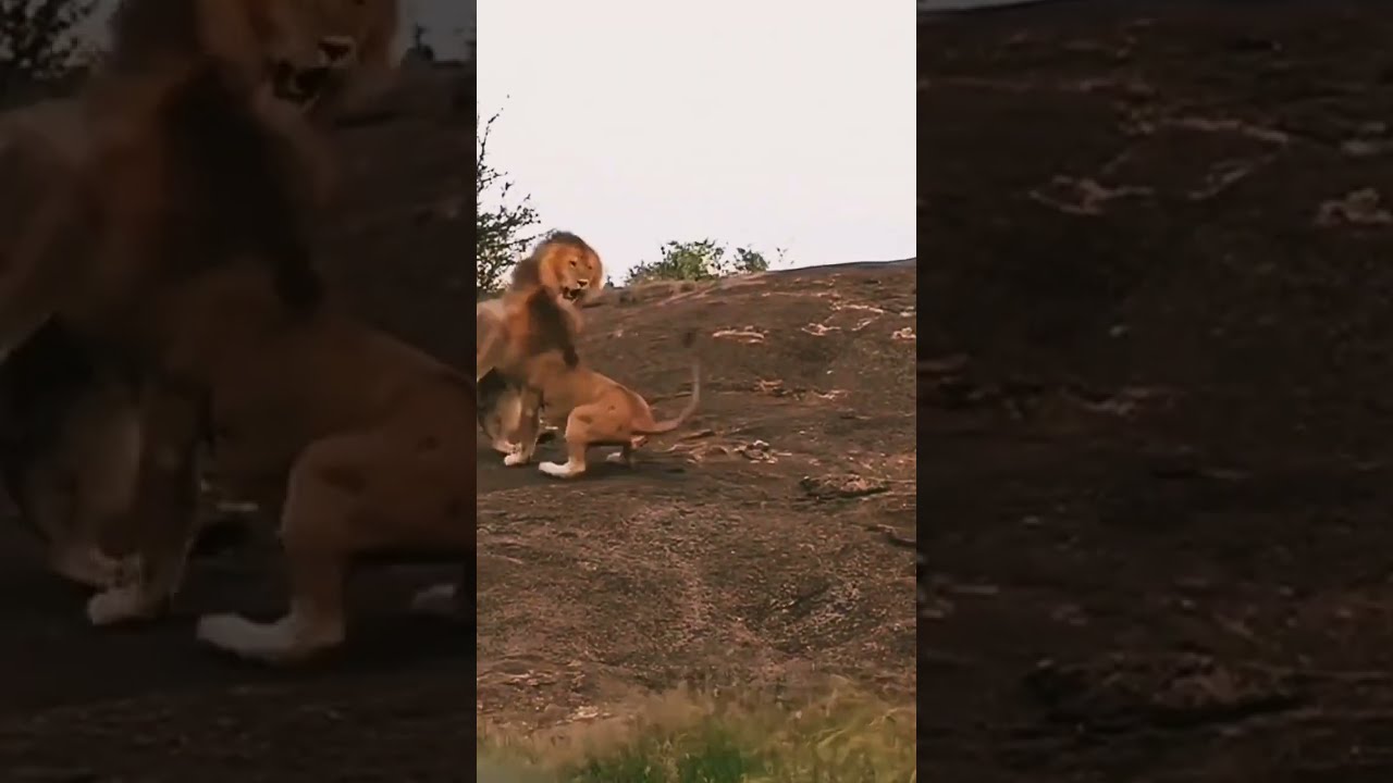 Male Lions Fight Over A Female