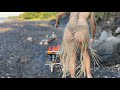 Solo camping with girl spearfishingyoung wild beauty survives on volcanic beach