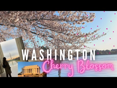 Video: Mapas de flores de cerezo para Washington, DC