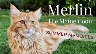 Merlin the Maine Coon - MY SUMMER MEMORIES! by Merlin the Maine Coon 1,274 views 5 years ago 2 minutes, 27 seconds