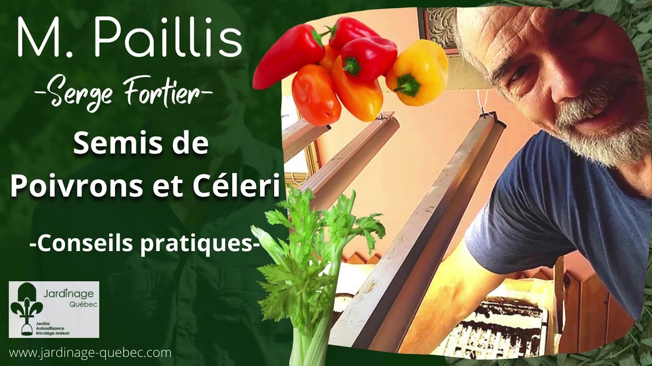 SEMIS DE POIVRONS ET DE CÉLERI - PAR SERGE FORTIER