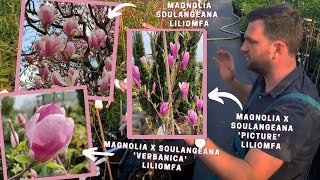 Legszebb magnólia fajták | Magnólia összehasonlítás | Nagyvirágú magnolia - liliomfa