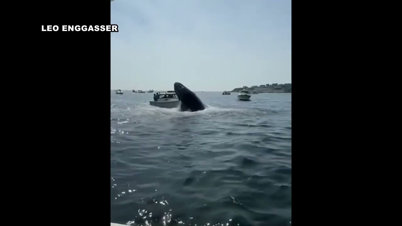 Whale lands on boat in Plymouth Mass.