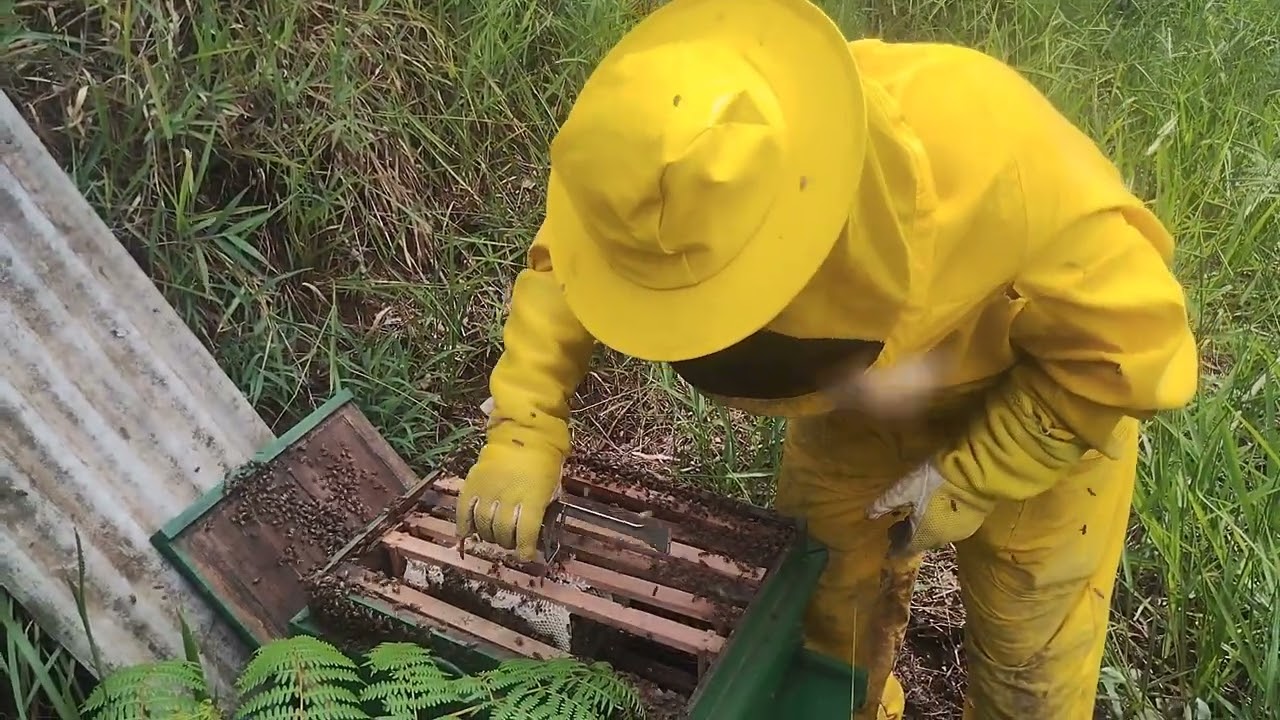Alô galerinha tive uma tremenda surpresa no apiário acompanha aí 🙏🐝