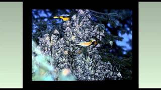 Celebrity Monarch Research and Advanced Topics Profile