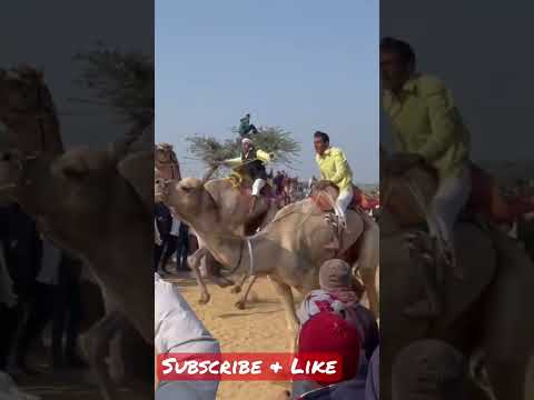 Camel 🐪 Race