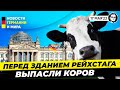 Коровье пастбище напротив РЕЙХСТАГА! Что там произошло? Новости Германии Миша Бур