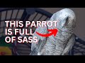 This talking african grey is full of sass