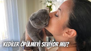 Kediler öpülmeyi seviyor mu⁉