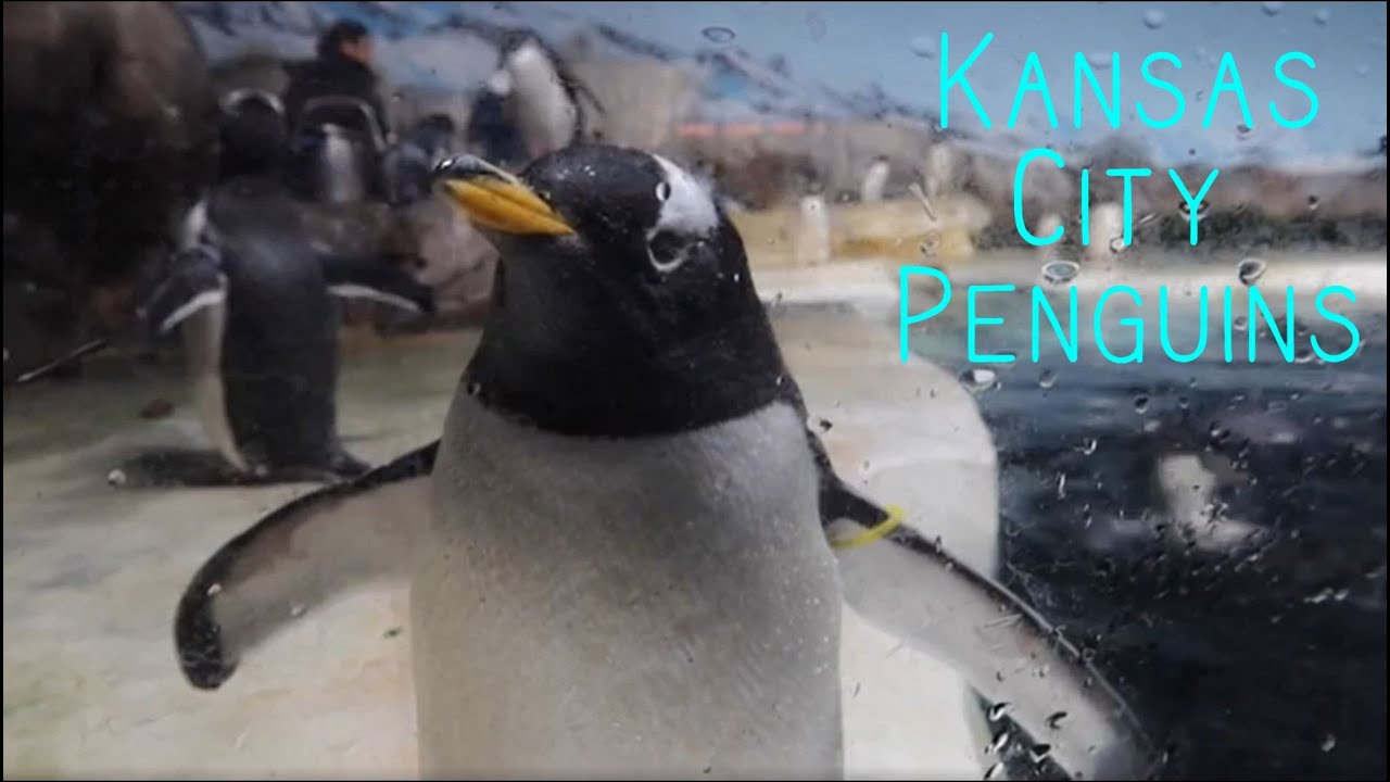 Penguins of the Kansas City Zoo 2022 YouTube