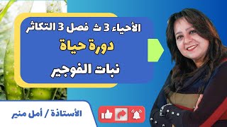 الأحياء 3 ث | الفصل 3 التكاثر | دورة حياة نبات الفوجير