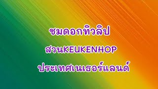 ชมดอกทิวลิป #สวนKEUKENHOP #ประเทศเนเธอร์แลนด์