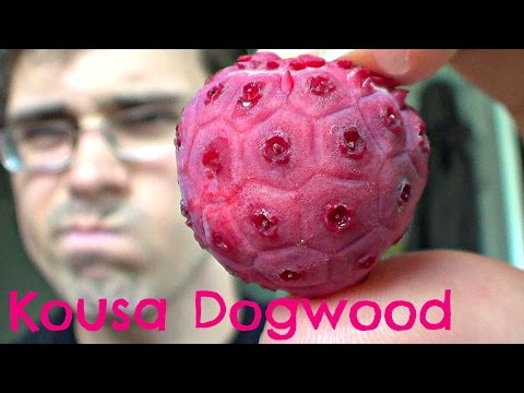 Video: Dogwood Tree Food - Wanneer en hoe om kornoelje te bemes