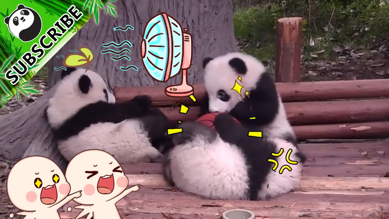 Heart Melting Moments Of Pandas Ipanda Youtube